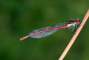 06-6443 Large Red Damselfly (Pyrrhosoma nymphula) Sharnberry, County Durham